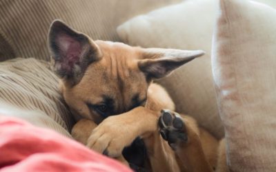 Is Positive Reinforcement Training Bribery?