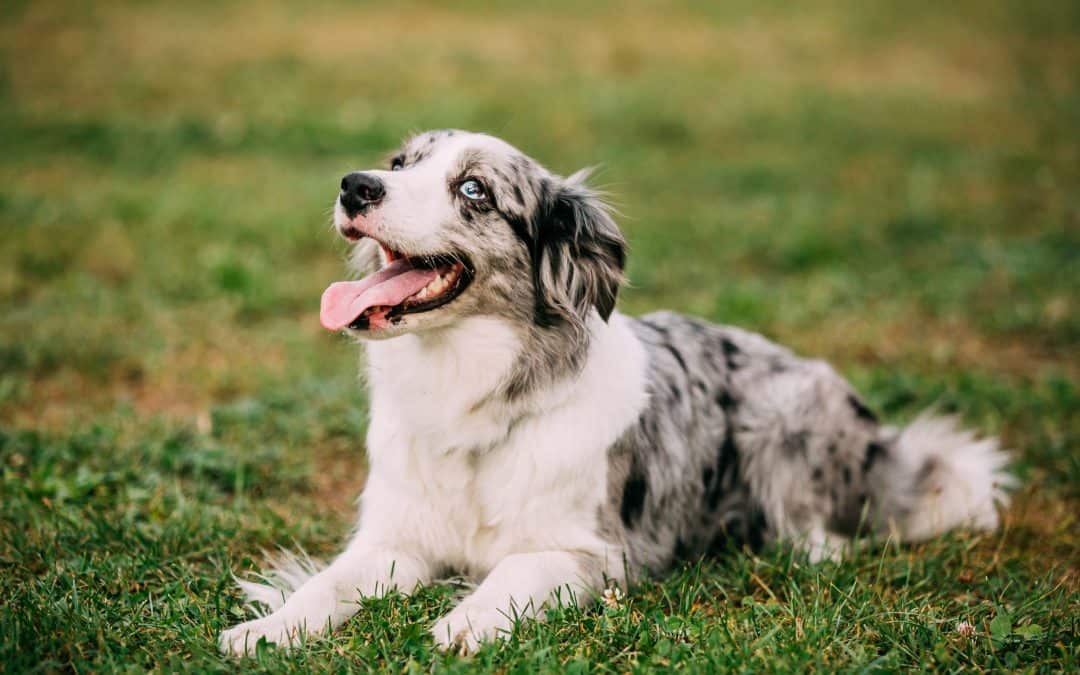 Setting Realistic Expectations for Our Dogs